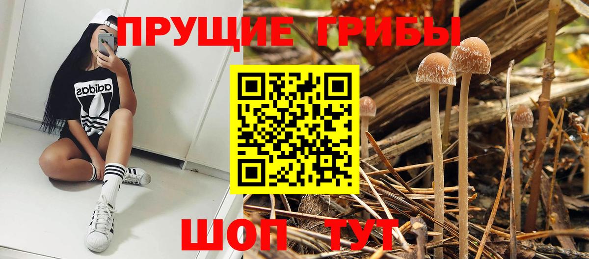 Псилоцибиновые грибы Psilocybe  купить наркотик  Кореновск  Вход с VPN 